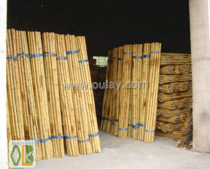 Straight raw bamboo poles