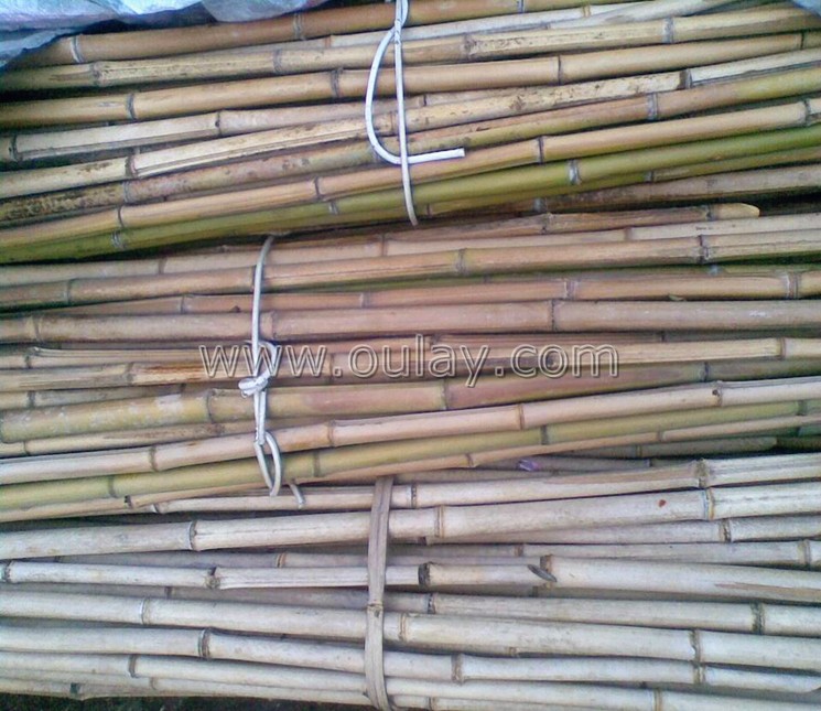 tonkin bamboo garden poles for sale