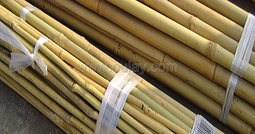 bamboo tonkin