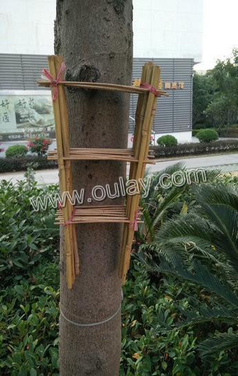 Bamboo trellis