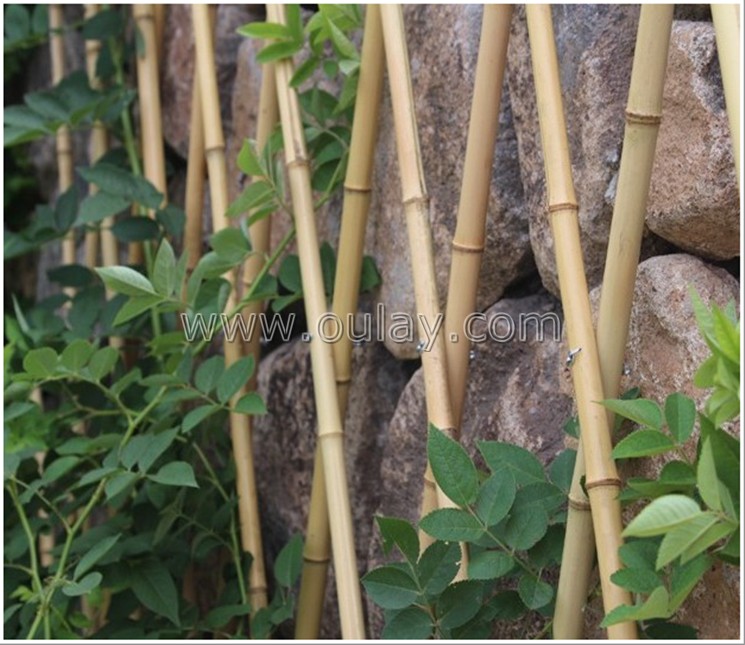 bamboo planting trellis